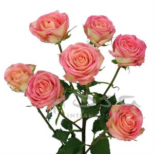 ROSE BR. SAFINA 40